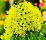 Golden First Love Plant | Rare Yellow Exotic Flowering Outdoor Plant