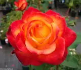 Alinka Rose Plant | Bi-Color Red & Orange Hybrid Tea Rose | Heavy Flowering Garden Plant