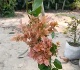 Peach Bougainvillea Plant | Heavy Flowering Outdoor Decorative Plant