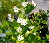 Parijat (Shiuli) Flowering Plant | Night Jasmine | Highly Fragrant Outdoor Plant