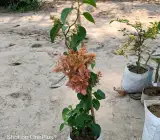 Peach Bougainvillea Plant | Heavy Flowering Outdoor Decorative Plant