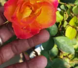 Alinka Rose Plant | Bi-Color Red & Orange Hybrid Tea Rose | Heavy Flowering Garden Plant