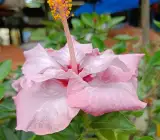 BlueBard Pink–Red Eye Hibiscus | Premium Grafted Flowering Plant