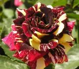 Abracadabra Rose Plant | Rare Striped Grafted Rose | Premium Flowering Plant