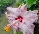 BlueBard Pink–Red Eye Hibiscus | Premium Grafted Flowering Plant