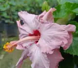 BlueBard Pink–Red Eye Hibiscus | Premium Grafted Flowering Plant