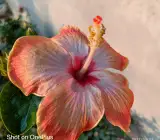 Austrian Peach–Gold Hibiscus | Premium Grafted Tropical Flowering Plant