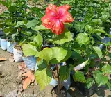 Austrian Red–Yellow Hibiscus | Premium Grafted Exotic Flowering Plant