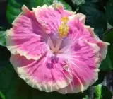 Austrian Pink Splash Hibiscus | Premium Grafted Flowering Plant