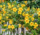 Allamanda Yellow Flowering Plant | Golden Trumpet Vine