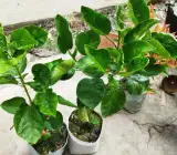 Austrian White Thoka Hibiscus | Premium Grafted Flowering Plant