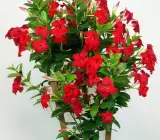 Red Mandevilla Flowering Plant | Premium Climbing Garden Plant