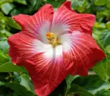 Austrian Red–White Vein Hibiscus | Premium Grafted Flowering Plant