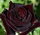 Black Rose Grafted Plant | Rare Velvet Exotic Flowering Rose