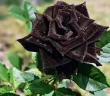 Black Rose Grafted Plant | Rare Velvet Exotic Flowering Rose