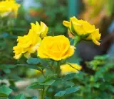 Hybrid Yellow Rose Plant | Premium Grafted Flowering Rose