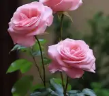 Hybrid Grafted Pink Rose Plant | Premium Baby Pink Rose | Long-Lasting Flowering Rose Plant