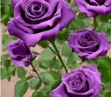 Hybrid Grafted Purple Rose Plant | Premium Lavender Rose | Fragrant Garden Rose