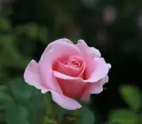 Hybrid Grafted Pink Rose Plant | Premium Baby Pink Rose | Long-Lasting Flowering Rose Plant