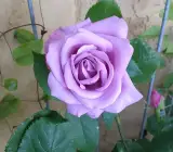 Hybrid Grafted Rose Plant | Pink Lavender Rose | Premium Fragrant Rose Variety