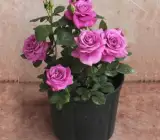 Hybrid Grafted Purple Rose Plant | Premium Lavender Rose | Fragrant Garden Rose