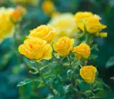 Hybrid Yellow Rose Plant | Premium Grafted Flowering Rose