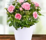Hybrid Grafted Pink Rose Plant | Premium Baby Pink Rose | Long-Lasting Flowering Rose Plant