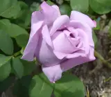 Hybrid Grafted Rose Plant | Pink Lavender Rose | Premium Fragrant Rose Variety