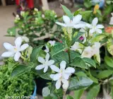 Bhutan Tagar Flowering Plant | White Star Jasmine | Fragrant Evergreen Garden Plant