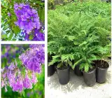 Lavender-Blue / Bluish-Purple Jacaranda Flowers