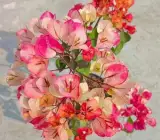 Bougainvillea Multi-Color Flowering Plant | Tri-Color Bougainvillea | Premium Outdoor Ornamental Plant