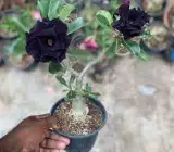 Black Adenium Grafted Plant | Rare Black Desert Rose | Double Petal Premium Variety