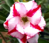 Adenium Grafted Plant Red–White Splash Variety | Premium Desert Rose Hybrid | Rosy Adenium