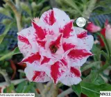 Adenium Grafted Plant Red–White Splash Variety | Premium Desert Rose Hybrid | Rosy Adenium