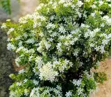 Kamini Flowering Plant | Murraya Paniculata | White Fragrant Flower Plant for Home Garden