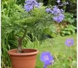 Lavender-Blue / Bluish-Purple Jacaranda Flowers