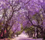 Lavender-Blue / Bluish-Purple Jacaranda Flowers