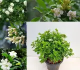 Kamini Flowering Plant | Murraya Paniculata | White Fragrant Flower Plant for Home Garden