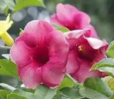Purple Allamanda Plant | Large Trumpet Flowers | Tropical Flowering Vine for Home & Garden