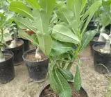Rosy Variety Grafted Adenium | Premium Double Desert Rose | Red-Pink Bi-Color Flowers