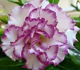 Adenium Grafted Plant | White Desert Rose with Pink Ruffled Edges | Premium Multi-Layer Adenium