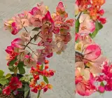 Bougainvillea Multi-Color Flowering Plant | Tri-Color Bougainvillea | Premium Outdoor Ornamental Plant