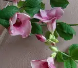 Purple Allamanda Plant | Large Trumpet Flowers | Tropical Flowering Vine for Home & Garden