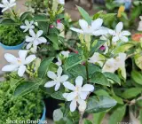 Bhutan Tagar Flowering Plant | White Star Jasmine | Fragrant Evergreen Garden Plant