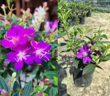 Tibouchina Flowering Plant | Purple Glory Bush | Premium Ornamental Garden Plant