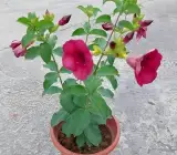 Purple Allamanda Plant | Large Trumpet Flowers | Tropical Flowering Vine for Home & Garden