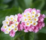 Pink Lantana Flowering Plant | Multi-Shade Cluster Blooms | Live Outdoor Ornamental Plant
