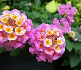 Pink Lantana Flowering Plant | Multi-Shade Cluster Blooms | Live Outdoor Ornamental Plant