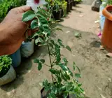 Variegated Tecoma Flowering Plant | White Tecoma with Pink Center | Premium Variegated Foliage