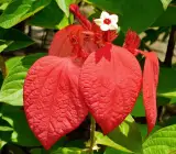 Mussaenda Red Plant | Bright Red Bract Flower | Premium Tropical Ornamental Shrub